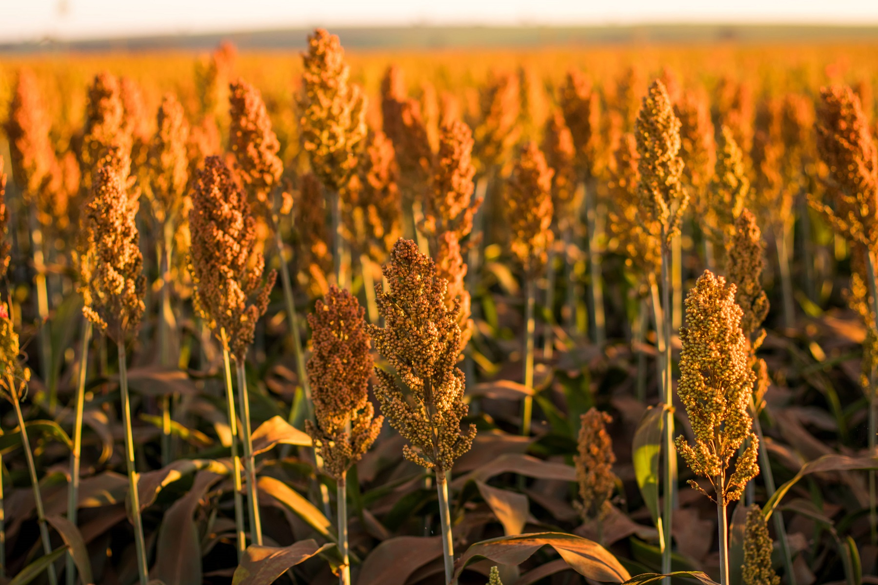 Agriculture : le sorgho, la petite plante qui monte dans le Sud-Ouest