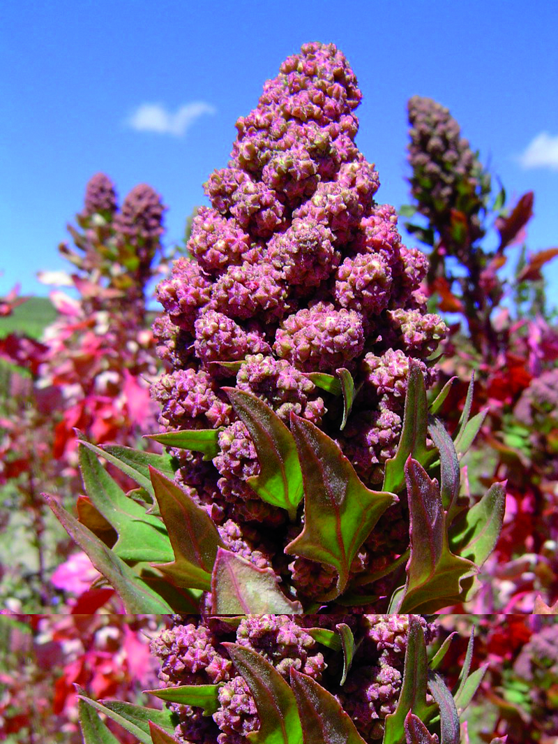 Le quinoa Passion céréales Les céréales