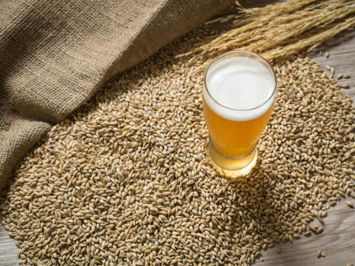 Grain cÃ©rÃ©ale orge - Adobe stock mars 2021