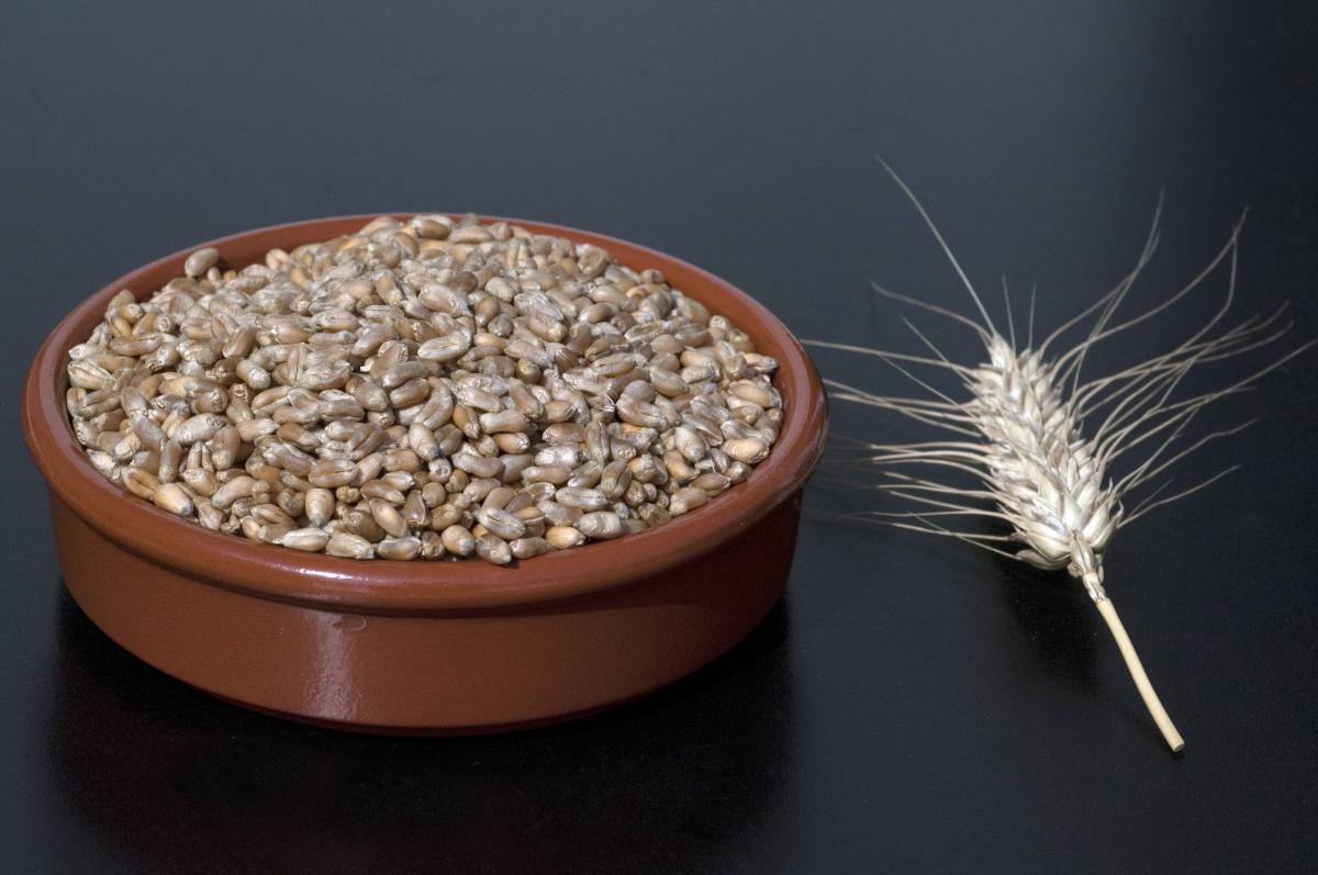 Grains de cÃ©rÃ©ale triticale dans un bol - Adobe stock fÃ©vrier 2021