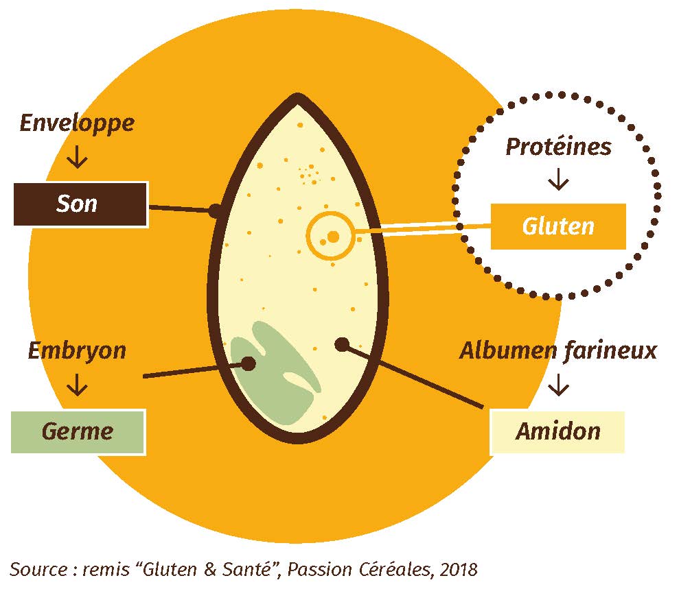 Le gluten, c'est quoi ?  Les Céréales - Le blog