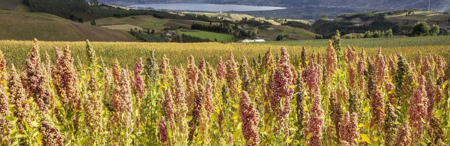 Céréale quinoa