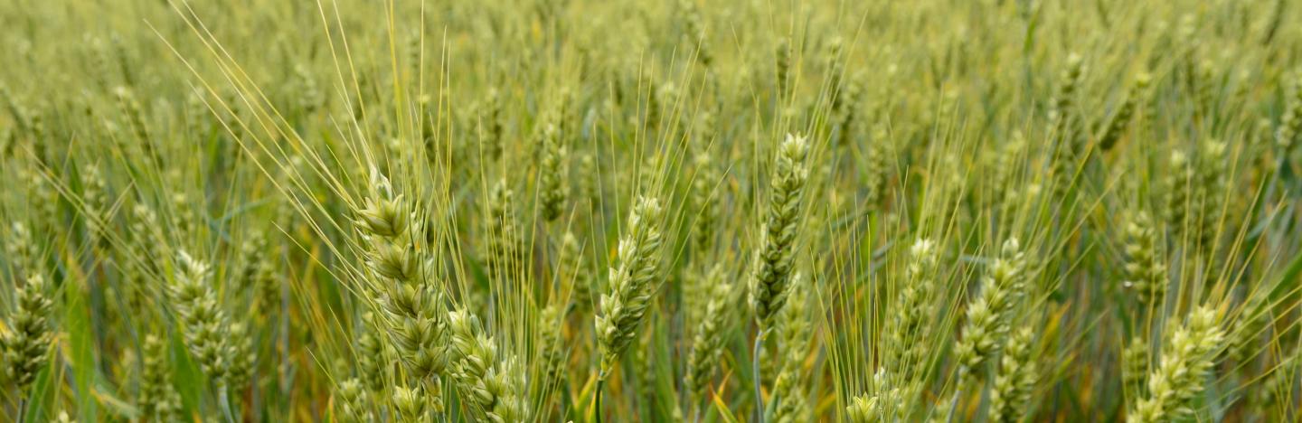 Céréale triticale