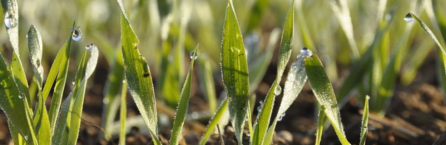 Jeunes plantes de blé tendre