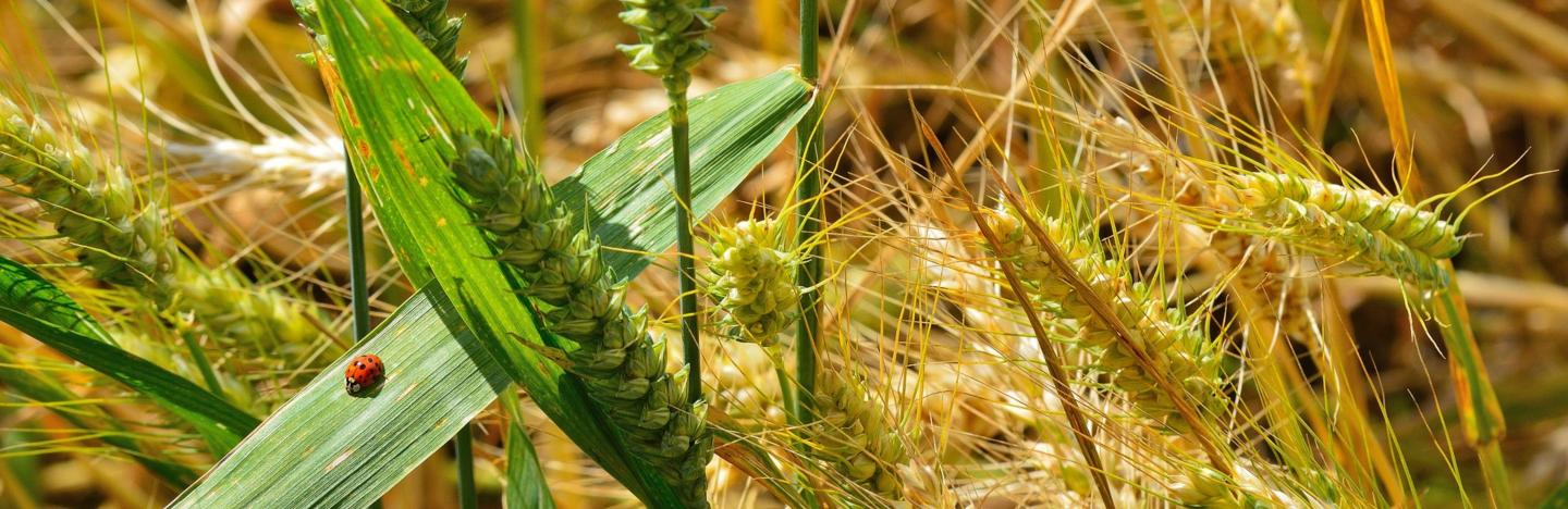 Les céréales dans l'alimentation biologique