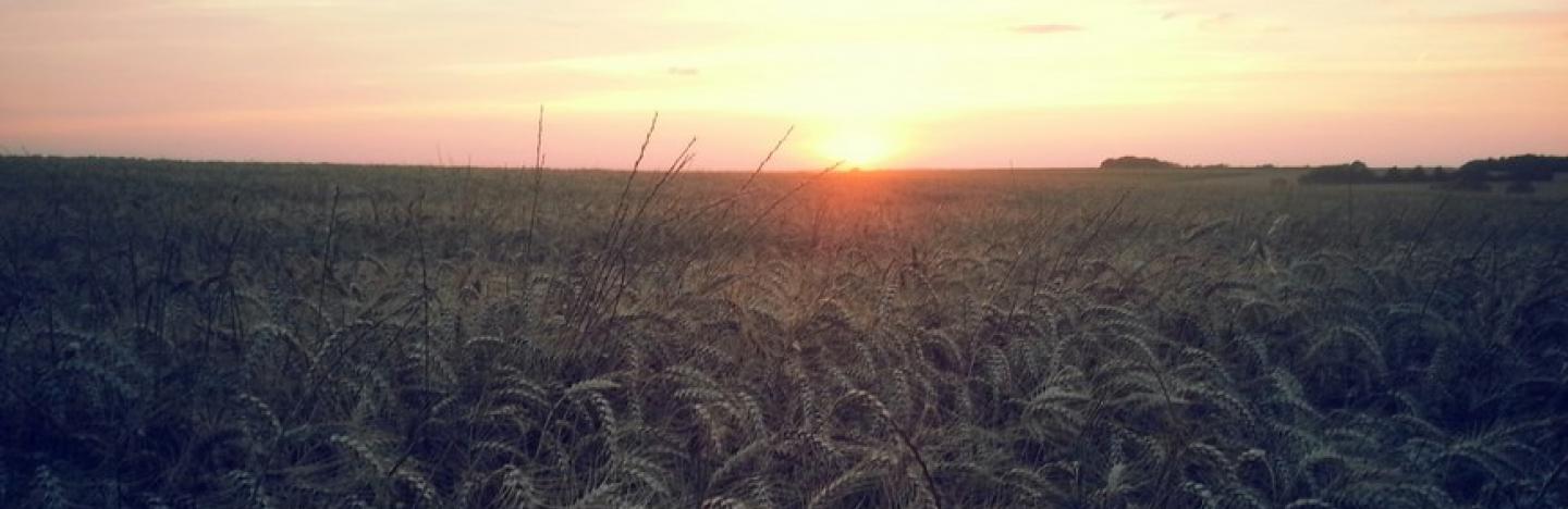 Coucher de soleil sur champs de blé