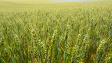 Céréale triticale