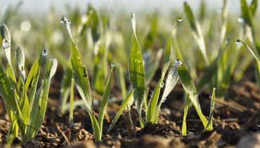 Jeunes plantes de blé tendre