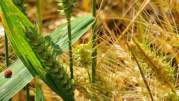 Les céréales dans l'alimentation biologique