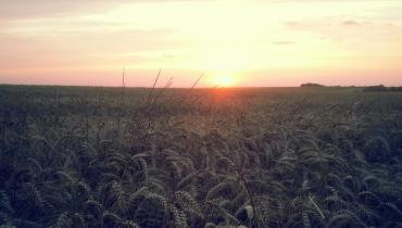 Coucher de soleil sur champs de blé