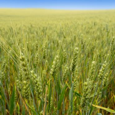 Céréale triticale