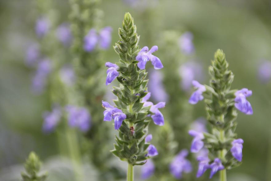 Fleurs de chia